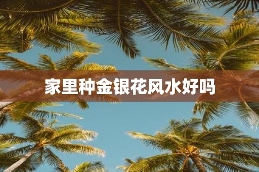 家里种金银花风水好吗