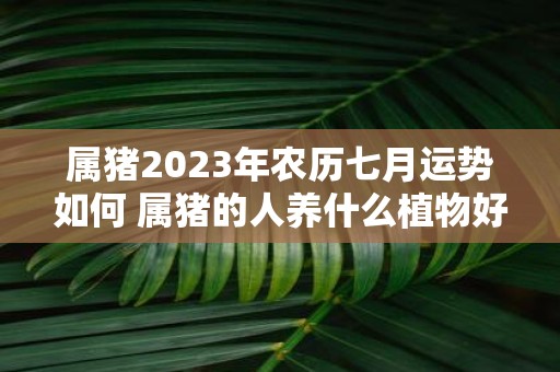 属猪2025年农历七月运势如何 属猪的人养什么植物好