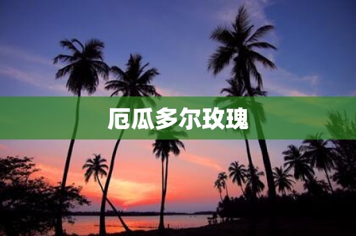 厄瓜多尔玫瑰