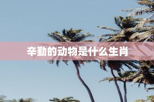 辛勤的动物是什么生肖