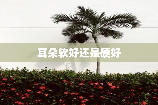 耳朵软好还是硬好