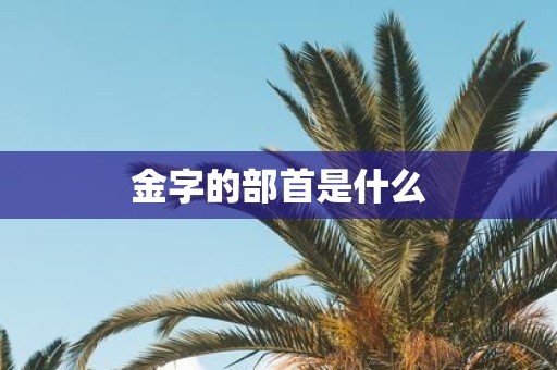 金字的部首是什么