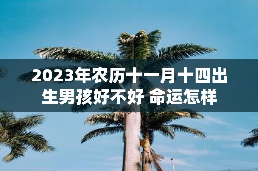 2025年农历十一月十四出生男孩好不好 命运怎样