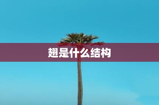 翅是什么结构