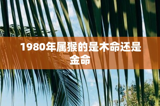 1980年属猴的是木命还是金命