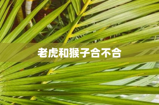 老虎和猴子合不合