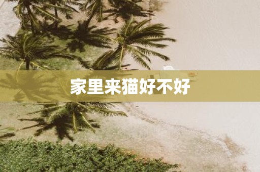 家里来猫好不好