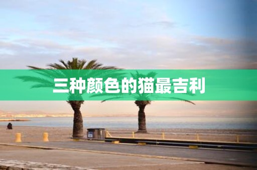 三种颜色的猫最吉利