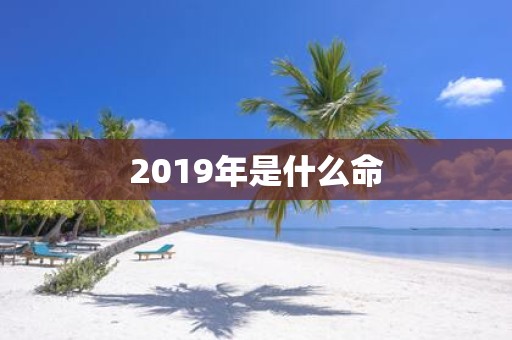 2019年是什么命