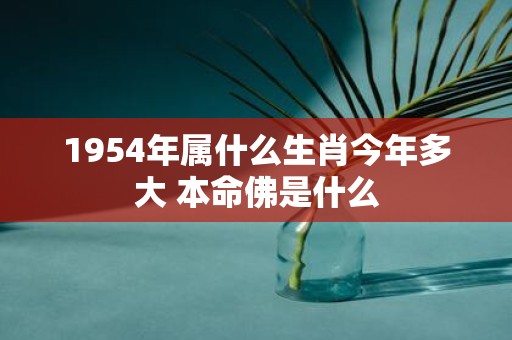 1954年属什么生肖今年多大 本命佛是什么