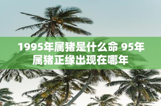 1995年属猪是什么命 95年属猪正缘出现在哪年