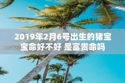 2019年2月6号出生的猪宝宝命好不好 是富贵命吗