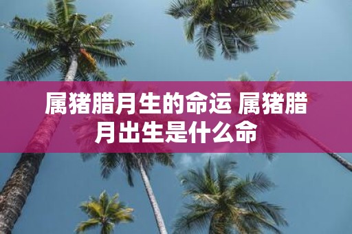 属猪腊月生的命运 属猪腊月出生是什么命