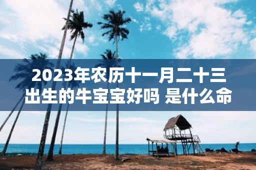 2025年农历十一月二十三出生的牛宝宝好吗 是什么命