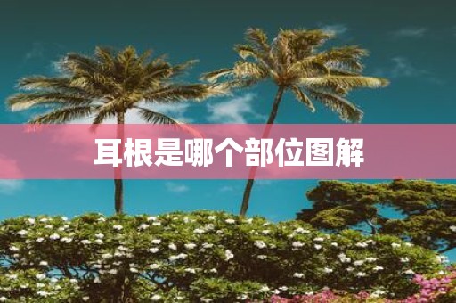 耳根是哪个部位图解