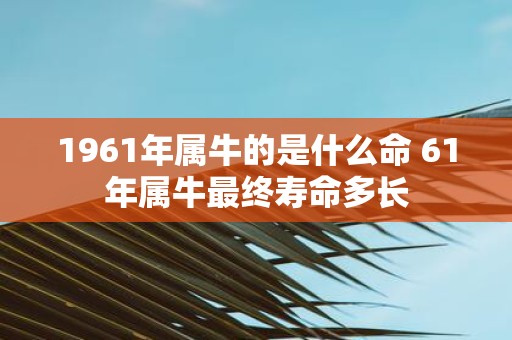 1961年属牛的是什么命 61年属牛最终寿命多长