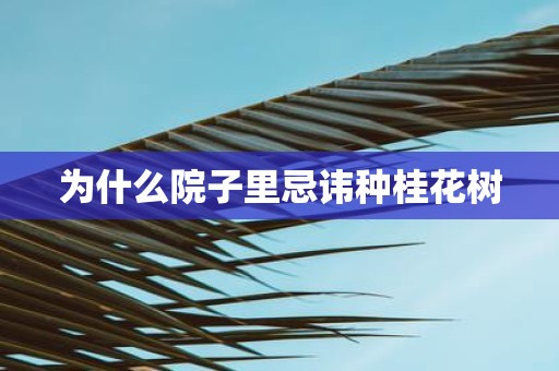 为什么院子里忌讳种桂花树