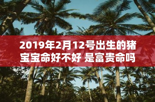 2019年2月12号出生的猪宝宝命好不好 是富贵命吗