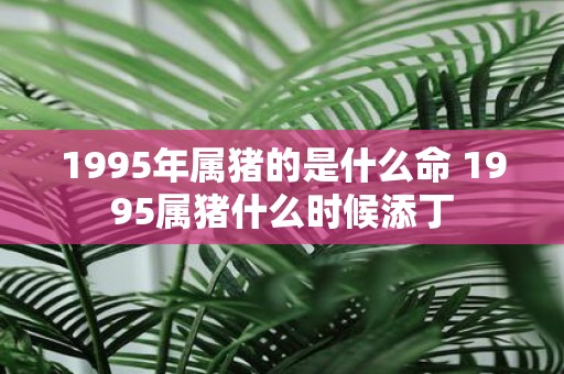 1995年属猪的是什么命 1995属猪什么时候添丁