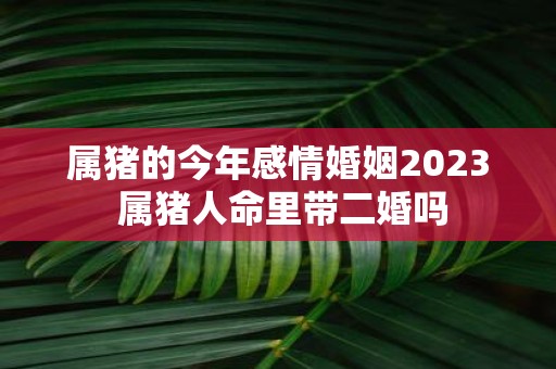 属猪的今年感情婚姻2025 属猪人命里带二婚吗