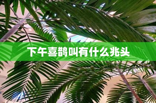 下午喜鹊叫有什么兆头