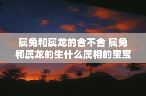 属兔和属龙的合不合 属兔和属龙的生什么属相的宝宝好