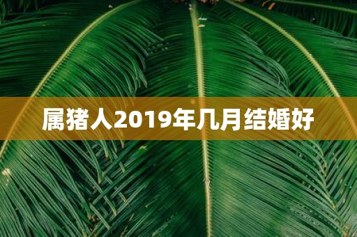 属猪人2019年几月结婚好