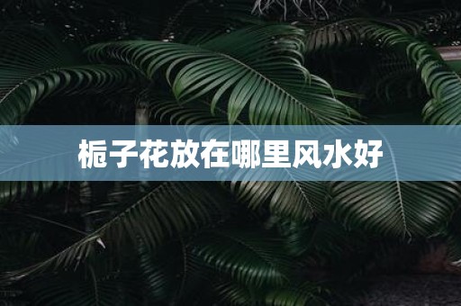 栀子花放在哪里风水好