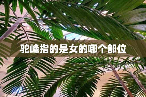 驼峰指的是女的哪个部位