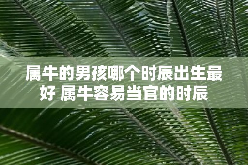 属牛的男孩哪个时辰出生最好 属牛容易当官的时辰