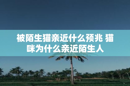 被陌生猫亲近什么预兆 猫咪为什么亲近陌生人