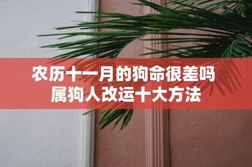 农历十一月的狗命很差吗 属狗人改运十大方法
