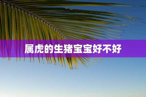 属虎的生猪宝宝好不好