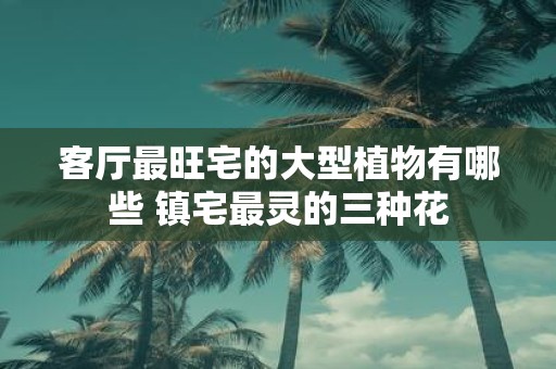 客厅最旺宅的大型植物有哪些 镇宅最灵的三种花