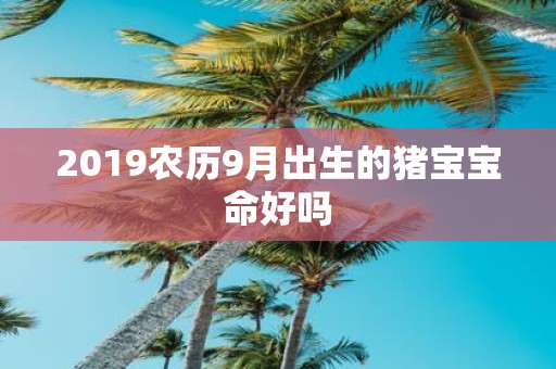 2019农历9月出生的猪宝宝命好吗