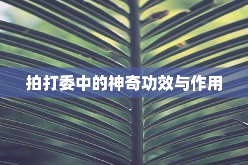 拍打委中的神奇功效与作用