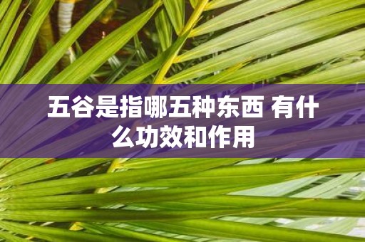 五谷是指哪五种东西 有什么功效和作用