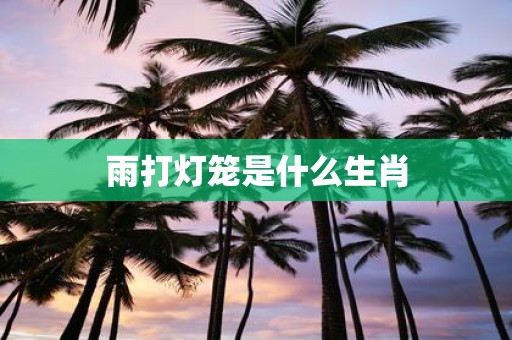 雨打灯笼是什么生肖