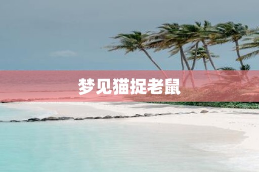 梦见猫捉老鼠