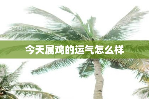 今天属鸡的运气怎么样