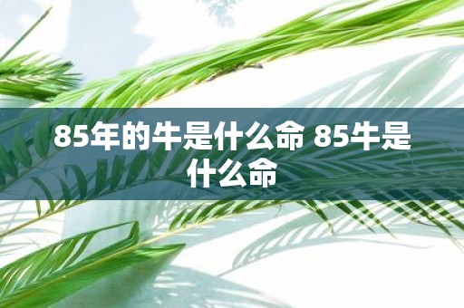 85年的牛是什么命 85牛是什么命