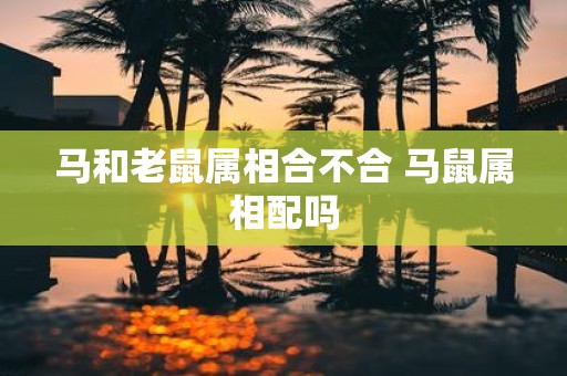 马和老鼠属相合不合 马鼠属相配吗