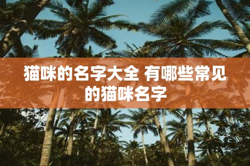 猫咪的名字大全 有哪些常见的猫咪名字