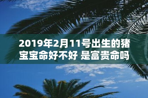 2019年2月11号出生的猪宝宝命好不好 是富贵命吗
