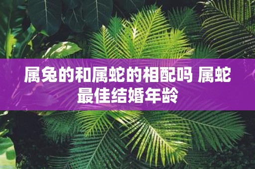 属兔的和属蛇的相配吗 属蛇最佳结婚年龄