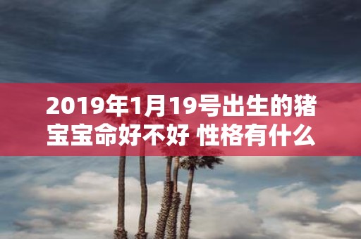 2019年1月19号出生的猪宝宝命好不好 性格有什么特点