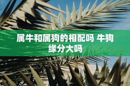 属牛和属狗的相配吗 牛狗缘分大吗