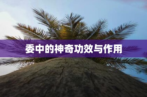 委中的神奇功效与作用
