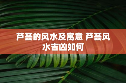 芦荟的风水及寓意 芦荟风水吉凶如何