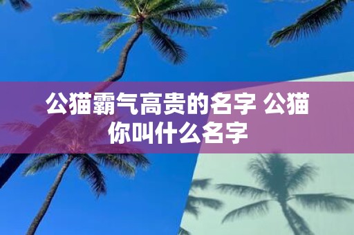 公猫霸气高贵的名字 公猫你叫什么名字
